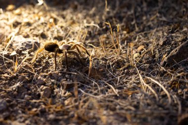 Büyük tarantula çölde, kıllı bacaklar parlak ışıkla aydınlatılıyor.