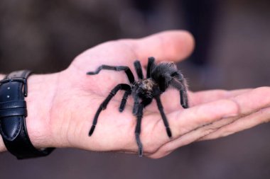 Kıllı, vahşi, siyah tarantula tutan adamın eli