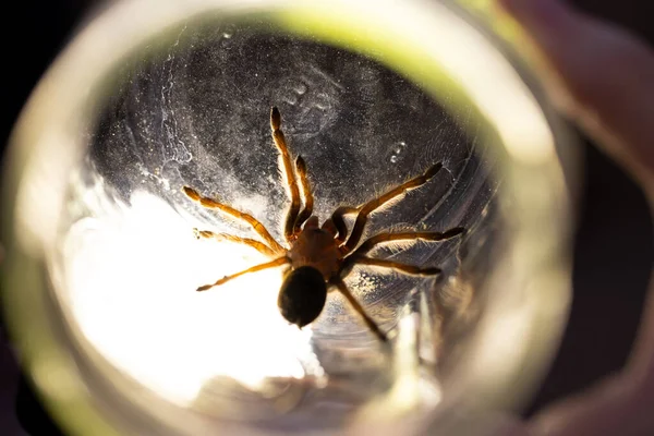 Große Vogelspinne Gefangen Einem Glas Einmachglas Haarige Beine Von Hellem — Stockfoto