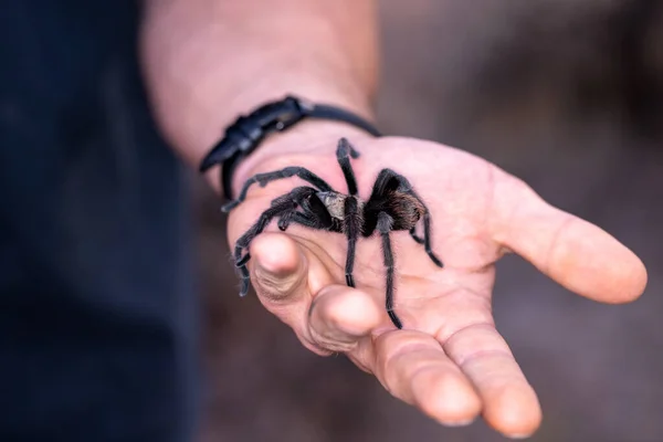 Kıllı Siyah Tarantula Bir Adamın Avucunda Sürünüyor — Stok fotoğraf