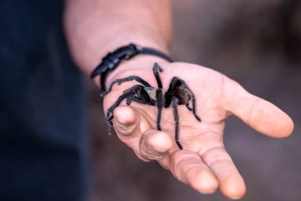 Haarige Wilde Schwarze Vogelspinne Kriecht Auf Der Handfläche Eines Mannes — Stockfoto