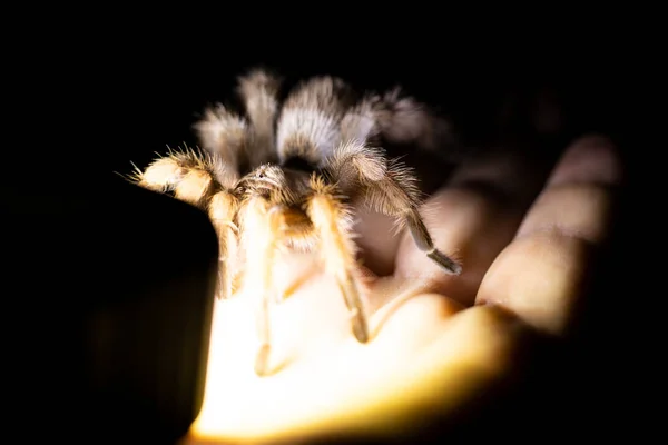 Gece Vakti Parlak Bir Işığa Bakan Vahşi Kahverengi Tarantula — Stok fotoğraf