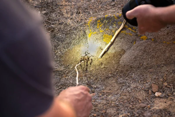 One Person Teasing Wild Tarantula Out Its Burrow While Other — Stock Photo, Image