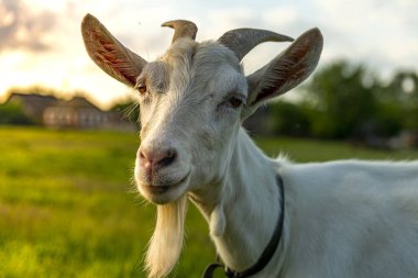 Gri keçi portresi. Gün batımı, güneş ışınlarındaki güzel keçi, kırsal, keçi yakın çekimi.