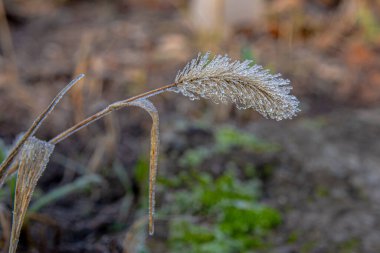 Soğuk bir sonbahar gününde, kıpır kıpır çivili