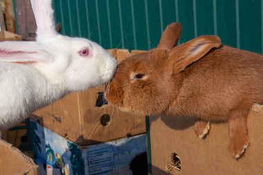 Pazarda satılık güzel bir tavşan.