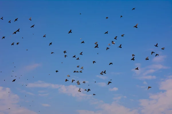 Eine Schar Schwarzer Tauben Fliegt Den Blauen Himmel Mit Den — Stockfoto