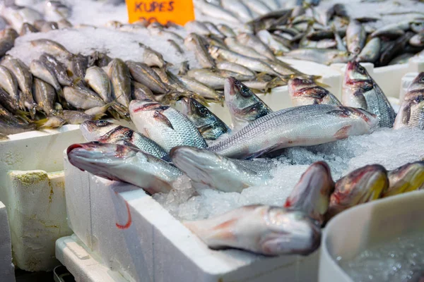 Mercato Del Pesce Turchia Bass Fresco Sul Bancone Foto Vicino — Foto Stock