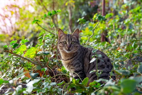 Egy Gyönyörű Szürke Macska Egy Sűrű Vad Növényzet Erdőben Belenéz — Stock Fotó