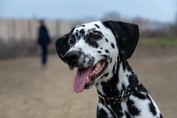 Porträt Einer Hübschen Jungen Dalmatinerin Foto Eines Jungen Reinrassigen Hundes — Stockfoto