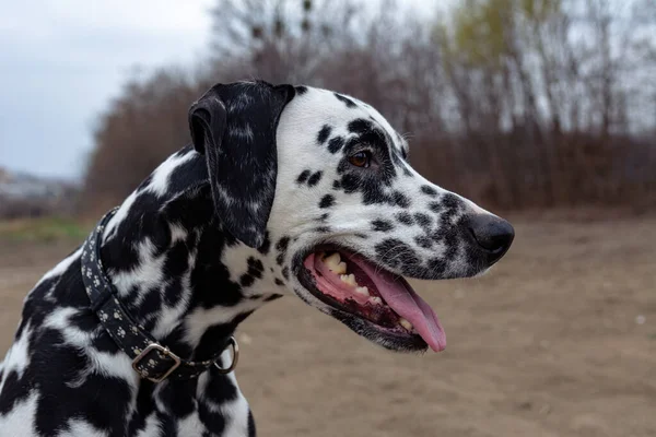 Yakışıklı bir Dalmaçyalı 'nın portresi. Genç, safkan bir köpeğin fotoğrafı. Dalmaçyalıların yakın çekimi.