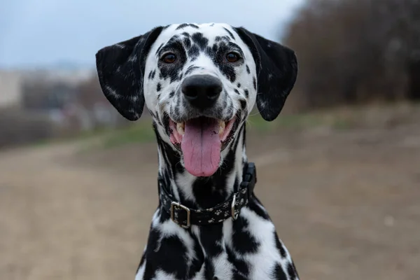 Portrait Handsome Young Dalmatian Photo Young Purebred Dog Dalmatian Close Стоковое Фото