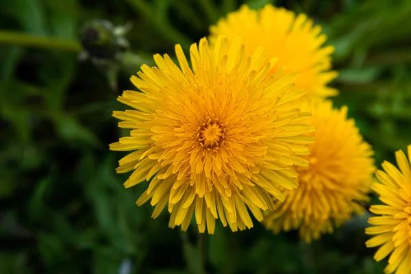 Macro Foto Fiore Tarassaco Giallo Foto Dettagliata Vicino Dente Leone — Foto Stock