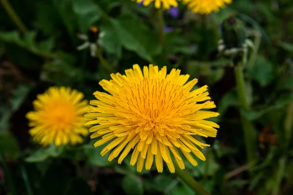 Macro Photo Yellow Dandelion Flower Detailed Close Photo Dandelion — Stockfoto