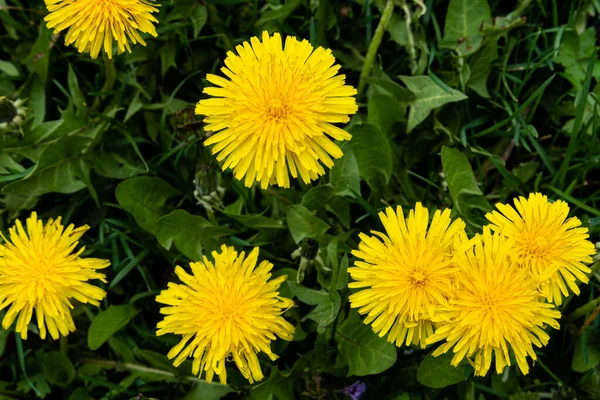 Makro Foto Gul Maskros Blomma Detaljerad Närbild Maskros — Stockfoto