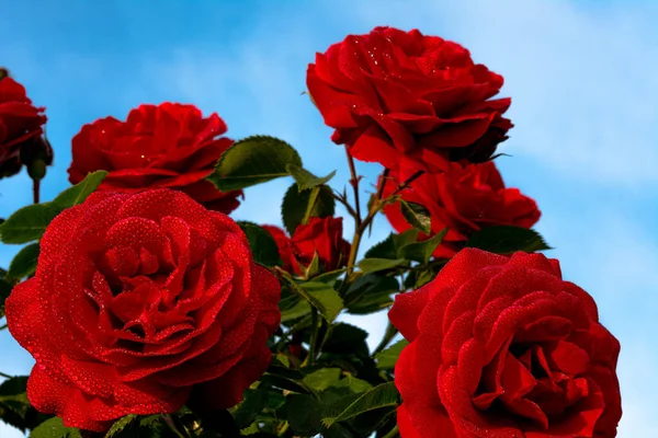 Een Rode Roos Bloem Met Kleine Druppels Dauw Bloemblaadjes Stralen — Stockfoto