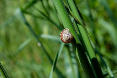 Salyangoz çimlerin üzerinde oturur. Çayırlık otların dünyasının makro fotoğrafı..