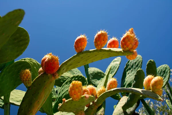 Opuntia Ficus Indica, the prickly pear. Ripe orange and yellow fruits of cactus and green thick leaves with needles. A species of cactus with edible fruits. Barbary fig fruits, cactus spines.
