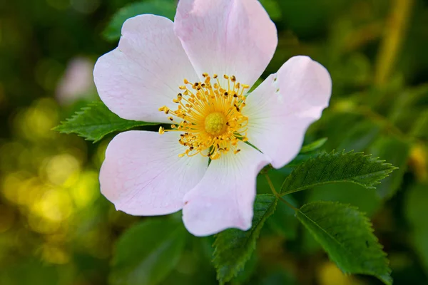 Delicato Fiore Rosa Selvatico Rosa Foto Macro Dettagliata Una Fioritura — Foto Stock