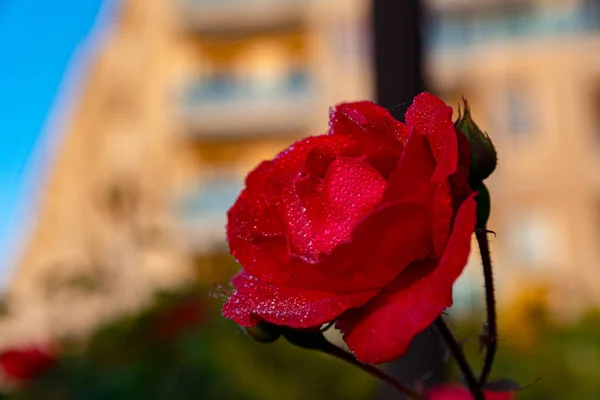 Mooie Rode Roos Bloem Dauw Druppels Kleine Druppels Van Het — Stockfoto