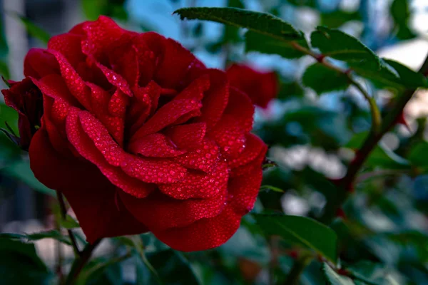 Mooie Rode Roos Bloem Dauw Druppels Kleine Druppels Van Het — Stockfoto