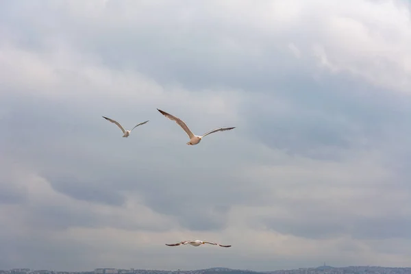Drei Möwen Fliegen Himmel Eine Gruppe Von Sea Chas Schwebt — Stockfoto