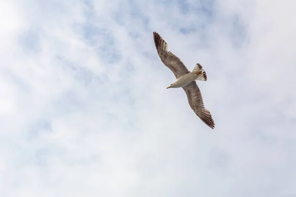 Eine Möwe Fliegt Himmel Möwen Schweben Der Luft Vor Dem — Stockfoto