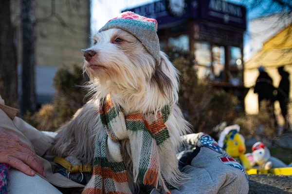 An old shaggy circus dog in a hat and scarf sits on the street on a midnight winter day next to his mistress.