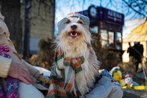 An old shaggy circus dog in a hat and scarf sits on the street on a midnight winter day next to his mistress.