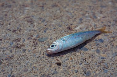 A freshly caught small sea fish lies on a stone embankment, close-up photo of the fish