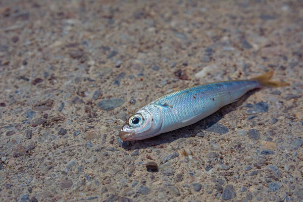 Freshly Caught Small Sea Fish Lies Stone Embankment Close Photo — 图库照片