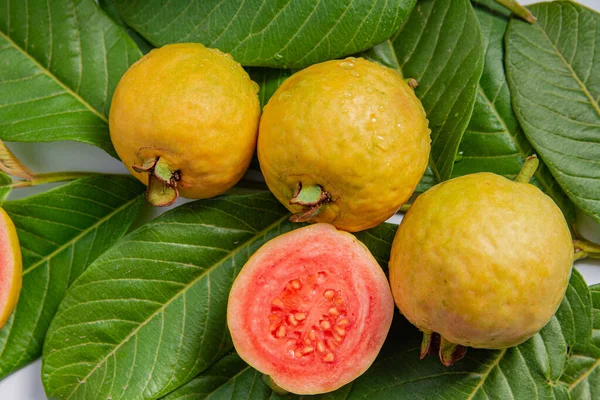 Ripe yellow fruits and leaves of guava on a white background. Beautiful fruits of common tropical fruit Psidium guajava.