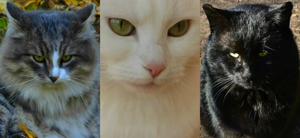 Three Fluffy Cats Gray White Black Collage — Fotografia de Stock