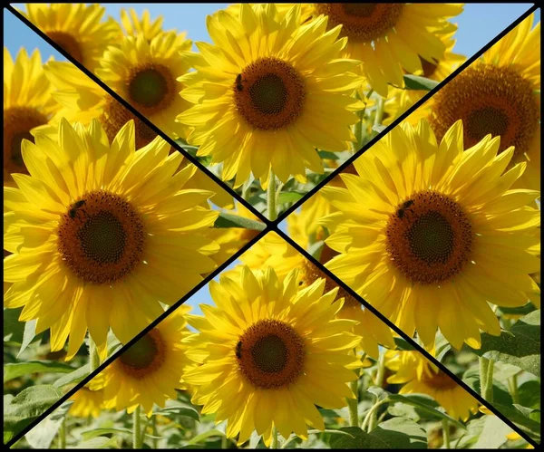 Sunflowers Bloom Blue Sky Background Collage — Zdjęcie stockowe