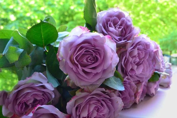 beautiful delicate purple roses on a green background