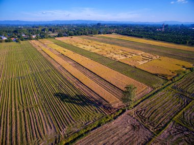 Teraslı pirinç alan Chiangmai, Tayland en iyi görünümü
