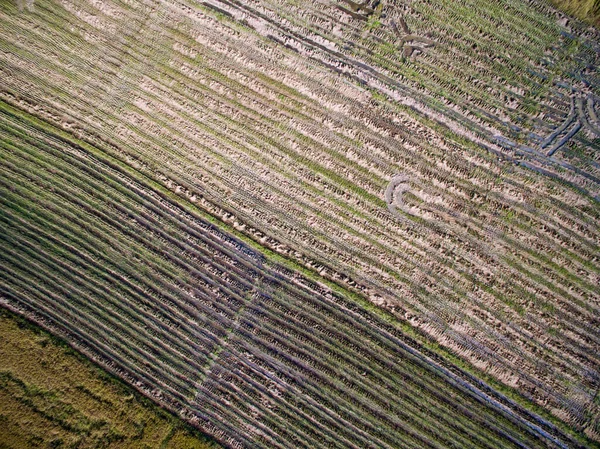 Terraced Rice Field Chiangmai Tailandia Vista Superior — Foto de Stock