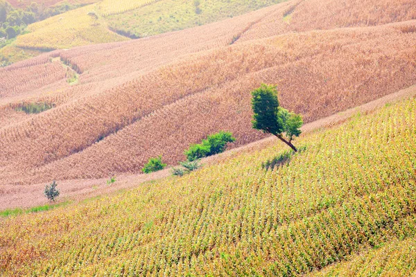 Teraslı pirinç alan Chiangmai, Tayland en iyi görünümü