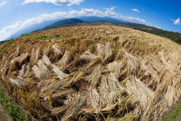 pirinç alan içinde chiangmai, Tayland