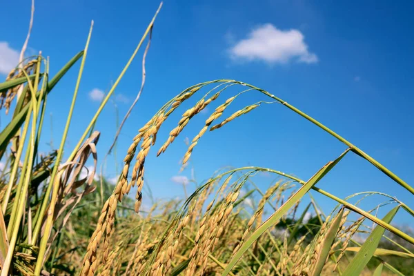 Sarı yeşil pirinç tarlasını kapatın.