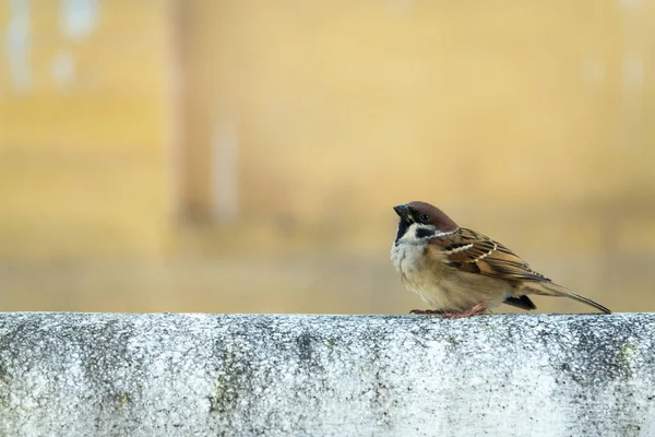 Bird Tree Sparrow Passer Montanus Yellow Background — Stock Photo, Image