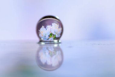 Soyut boya fırçası, çimenlerin üzerindeki çiğ damlacıklarını kapat ve beyaz çiçekleri yansıt.