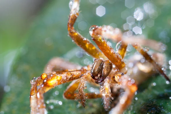 Cuando Viento Los Insectos Manchan Para Adherirse Fibra Araña —  Fotos de Stock