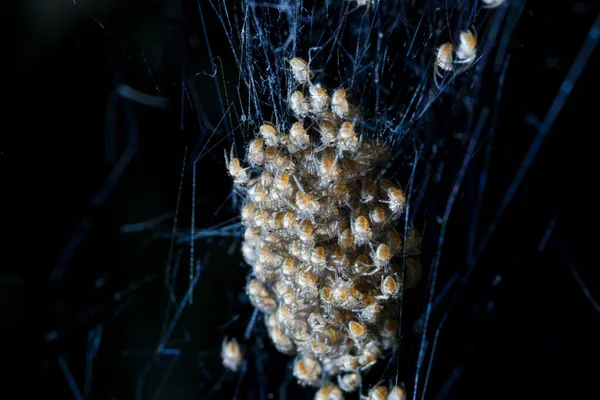 Image Blur Bunch Baby Spiders Hatching Nest — Stock Photo, Image
