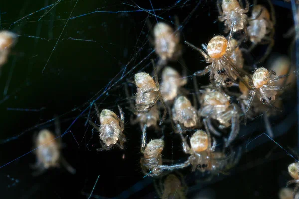 Imagen Borrosa Grupo Arañas Bebé Que Eclosionan Nido — Foto de Stock