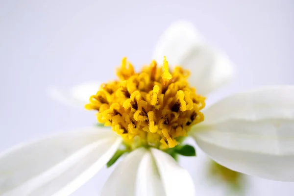 Ромашкові Квіти Макро — стокове фото