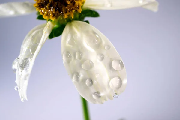 Ромашкові Квіти Дощем — стокове фото