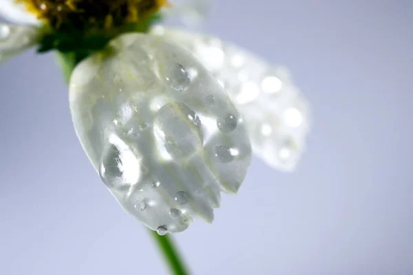 Ромашкові Квіти Макро — стокове фото
