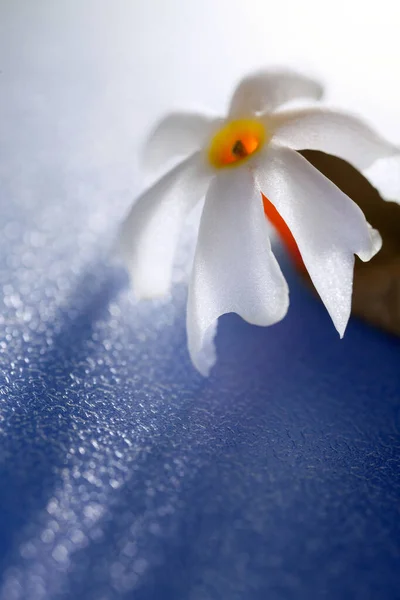 Flores Con Sombra Azul — Foto de Stock
