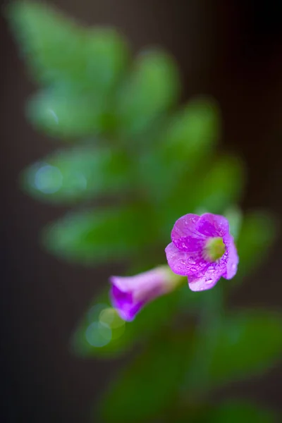Dew Drop Flowers Macro Lens — Stockfoto